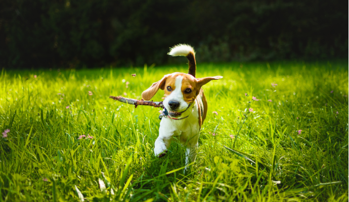 Sicurezza e benessere del tuo animale: perché è importante utilizzare l'antiparassitario in questa stagione