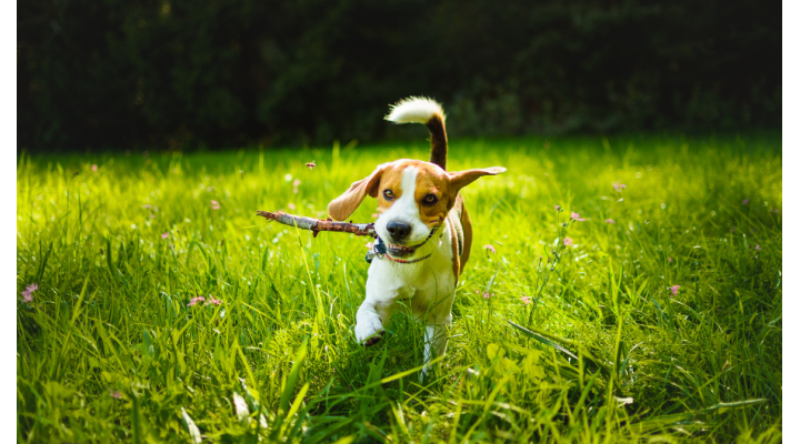 Sicurezza e benessere del tuo animale: perché è importante utilizzare l'antiparassitario in questa stagione Sicurezza e benessere del tuo animale: perché è importante utilizzare l'antiparassitario in questa stagione