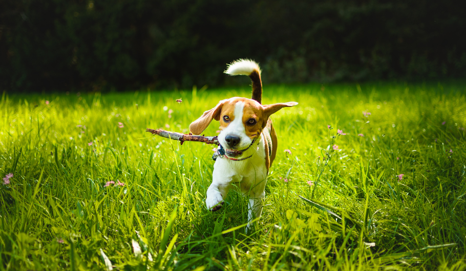 Sicurezza e benessere del tuo animale: perché è importante utilizzare l'antiparassitario in questa stagione