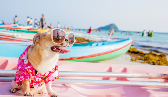 Come prendersi cura del proprio cane in estate