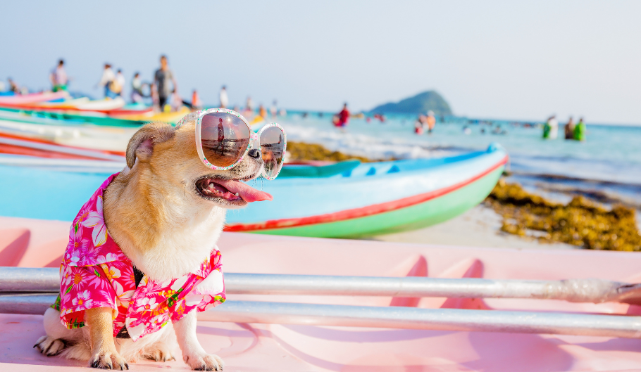 Come prendersi cura del proprio cane in estate Come prendersi cura del proprio cane in estate