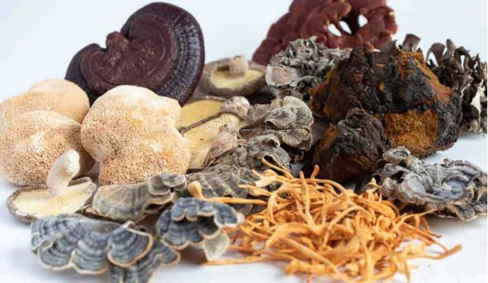 Come scegliere il giusto fungo medicinale