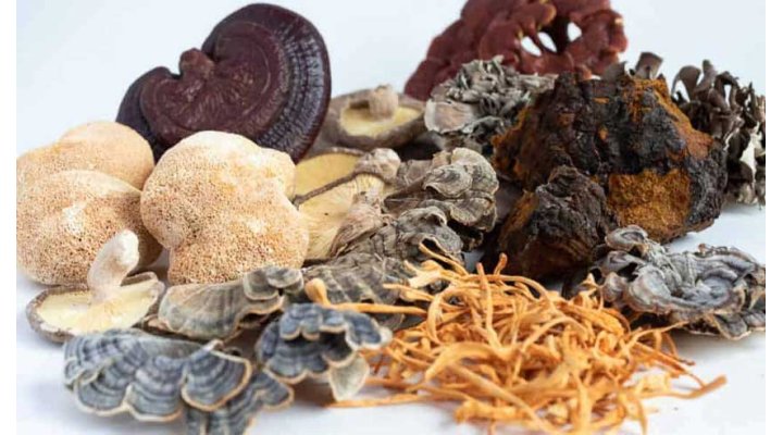 Come scegliere il giusto fungo medicinale