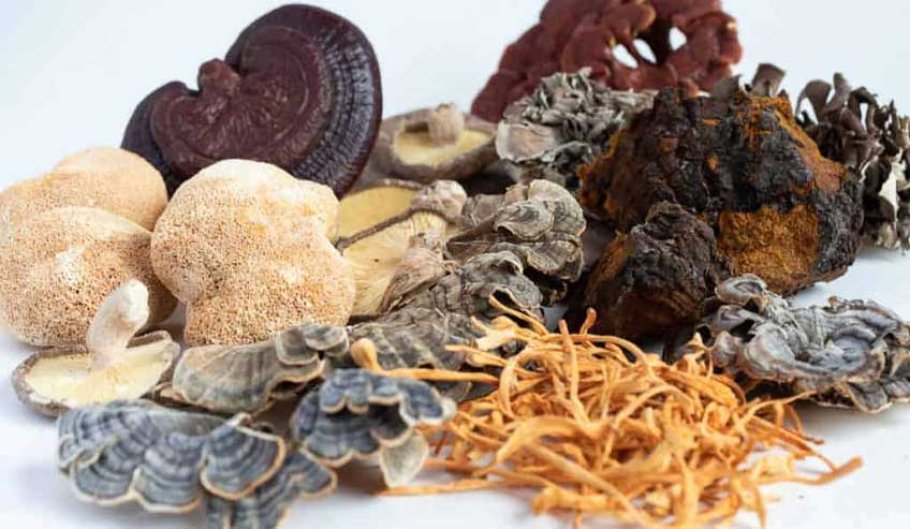 Come scegliere il giusto fungo medicinale Come scegliere il giusto fungo medicinale