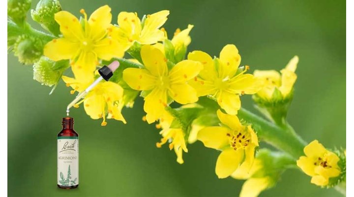 Fiori di Bach: Agrimony