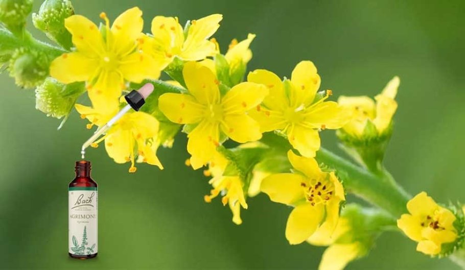 Fiori di Bach: Agrimony