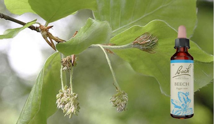 Beech Fiore di Bach