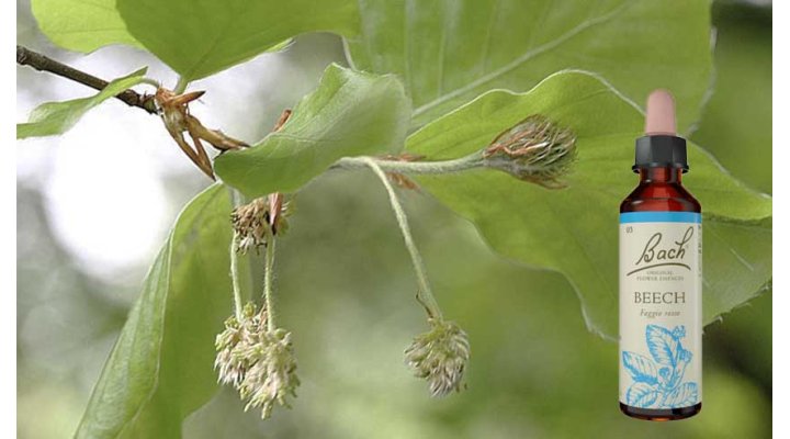 Beech Fiore di Bach