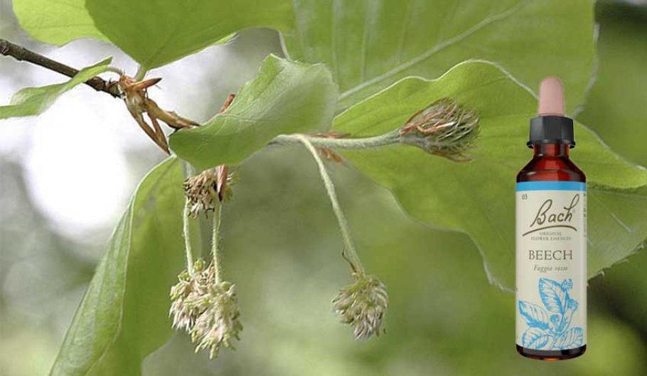 Beech Fiore di Bach