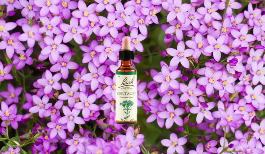 Centaury Fiore di Bach