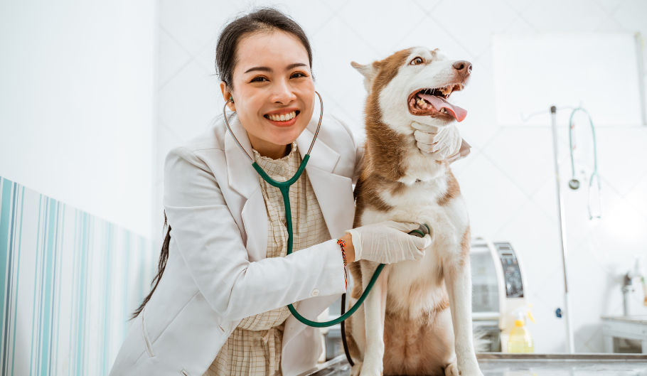 Quali integratori dare a cani e gatti? Quali integratori dare a cani e gatti?