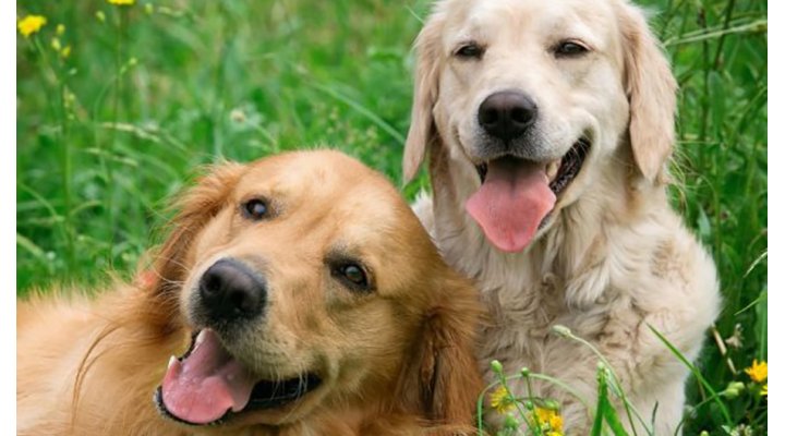 Cosa sapere sugli antiparassitari per il tuo amico cane Cosa sapere sugli antiparassitari per il tuo amico cane