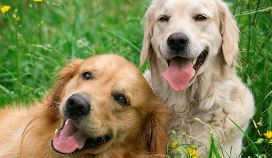 Cosa sapere sugli antiparassitari per il tuo amico cane Cosa sapere sugli antiparassitari per il tuo amico cane