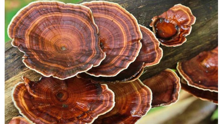 Il Reishi, un fungo miracoloso Il Reishi, un fungo miracoloso