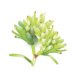 Scleranthus - Fiore di Bach n° 28 Guna - 10 ml Scleranthus - Fiore di Bach n° 28 Guna - 10 ml