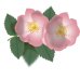 Wild Rose - Fiore di Bach n°37 Guna - 10 ml Wild Rose - Fiore di Bach n°37 Guna - 10 ml