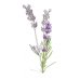 Pranarom Idrolato di Lavanda - spray da 150 ml