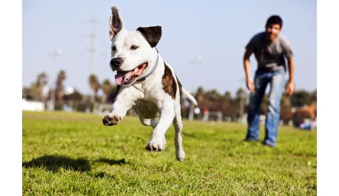 Come curare e proteggere le articolazioni e le ossa del cane