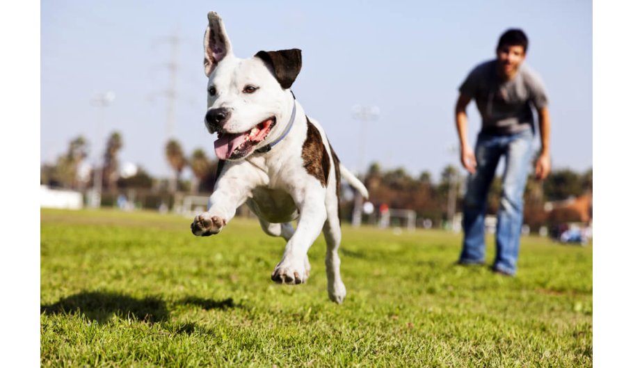 Come curare e proteggere le articolazioni e le ossa del cane