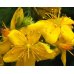 Agrimony - Fiore di Bach Originale n°1 - 20 ml