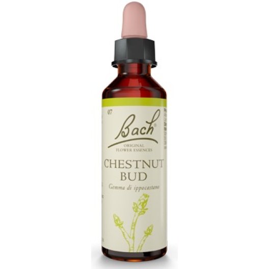 Chestnut Bud - Fiore di Bach originale n° 7 - 20 ml