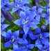 Gentian - Fiore di Bach Originale n° 12 - 20 ml Gentian - Fiore di Bach Originale n° 12 - 20 ml