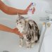 Allerderm Shampoo - cute normale - per cani e gatti - 250 ml