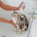 Allerderm Shampoo - cute secca e squamosa - per cani e gatti - 250 ml Allerderm Shampoo - cute secca e squamosa - per cani e gatti - 250 ml