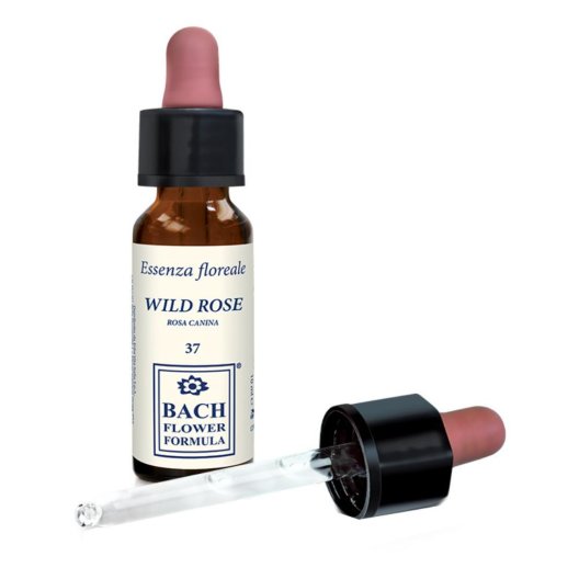 WILD ROSE ORIGINAL 10ML GTT WILD ROSE ORIGINAL 10ML GTT
